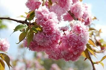 Třešeň japonská Kiku Shidare (sakura) na kmínku 180/200 cm, v květináči Prunus serrulata Kiku Shidare Sakura